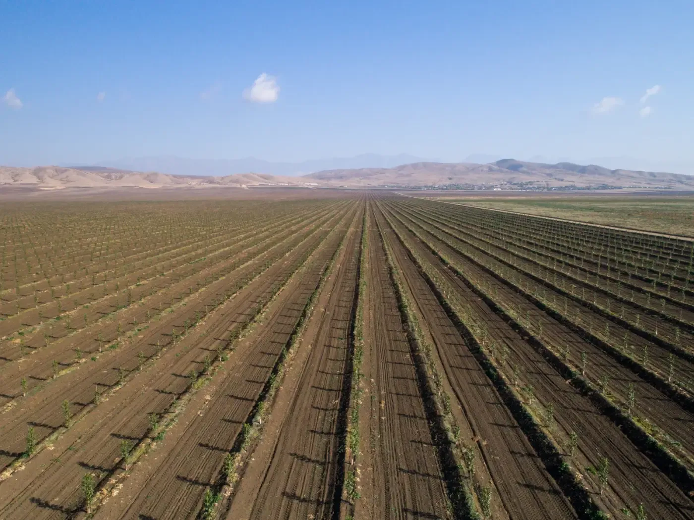 Campo agrícola con cultivos verdes