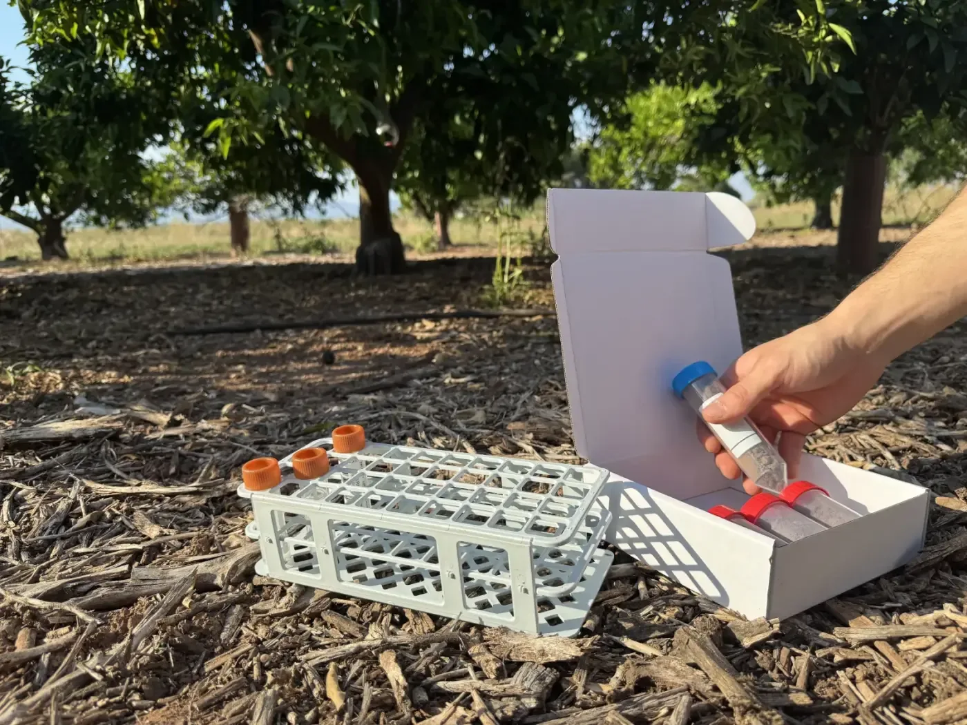 Muestreo de suelo en campo de cítricos con tubos de ensayo y kit de recogida