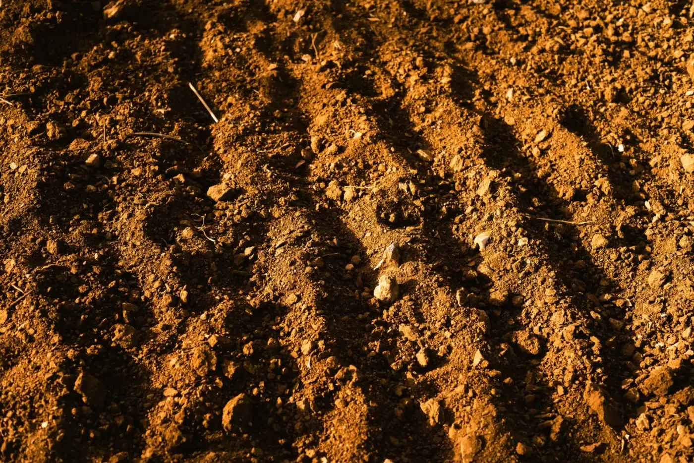 Suelo de campo con surcos preparados para cultivo