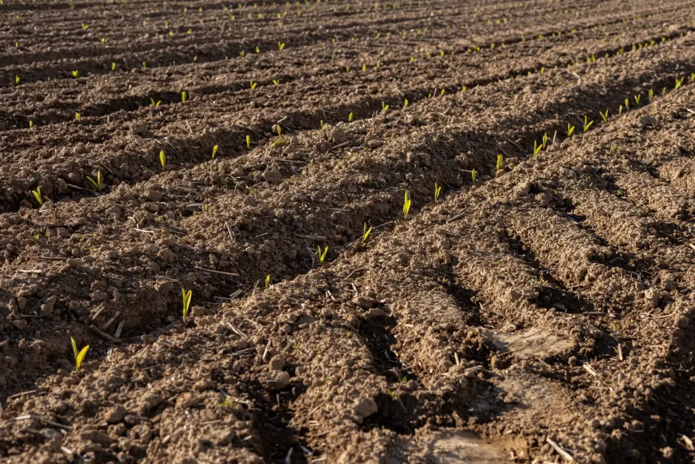 Brotes verdes emergiendo en surcos de campo
