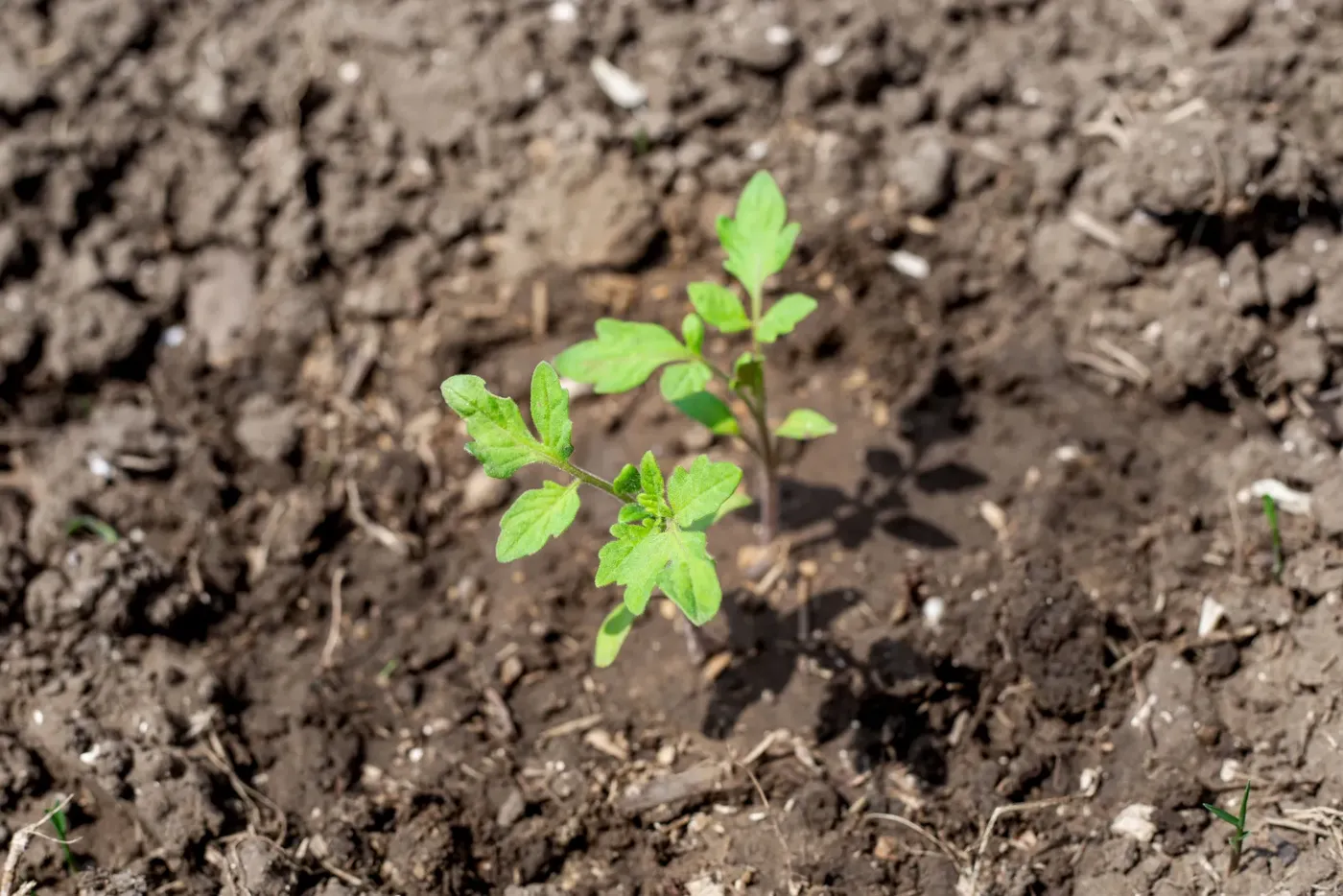 Brote joven en suelo oscuro de cultivo