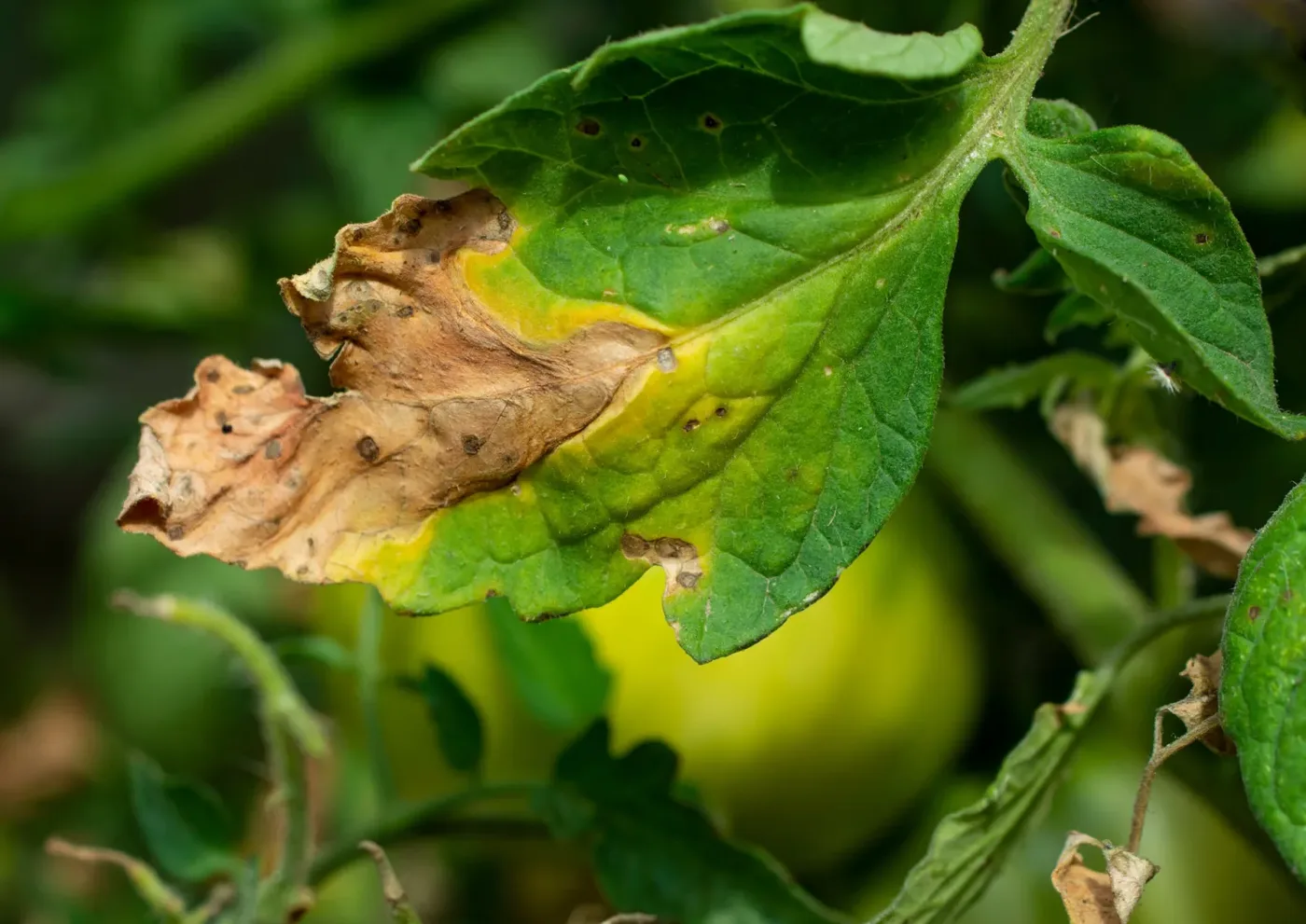Análisis de fitopatógenos en cultivo